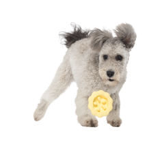 Plump Pumpkin Pie Durable Super Chewer Enrichment Dog Toy