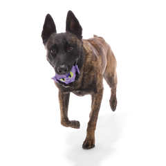 Zeb Orrelios™ Super Chewer Durable 2-in-1 + Fetch Dog Toy