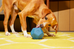 Roll + Play Dice