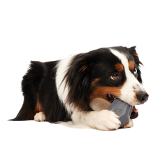 Snack Casket Super Chewer Durable Enrichment Dog Toy