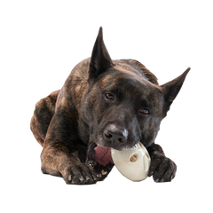 Snack Dollar Super Chewer Durable Enrichment + Fetch Dog Toy