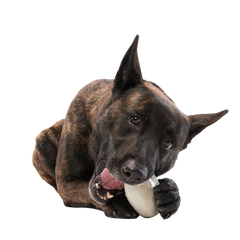 Snack Dollar Super Chewer Durable Enrichment + Fetch Dog Toy