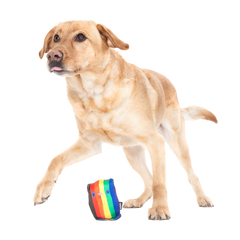 Some Bear Over The Rainbow Super Chewer Durable 2-in-1 Dog Toy