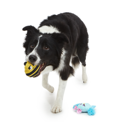 Spring Fling Plush Multi-Part + Fetch Dog Toy