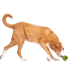 Stuffed Olive Super Chewer Durable Enrichment Dog Toy