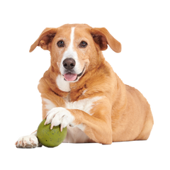 Stuffed Olive Super Chewer Durable Enrichment Dog Toy