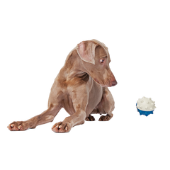 Throwfish Super Chewer Durable Fetch Dog Toy