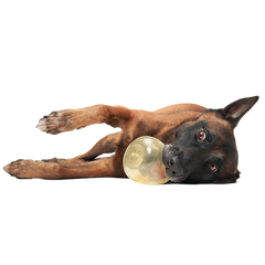 Tipsy Toast Glass Super Chewer Durable Enrichment Dog Toy