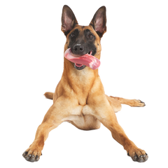 Tough Break Bacon Super Chewer Durable Gnaw Dog Toy