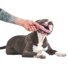 Tough Break Bacon Super Chewer Durable Gnaw Dog Toy