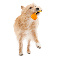 Tug Measure Super Chewer Durable Dog Toy