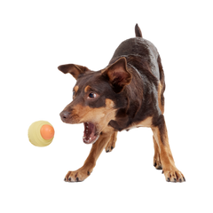 Weenie Dawg Super Chewer Durable Gnaw Dog Toy