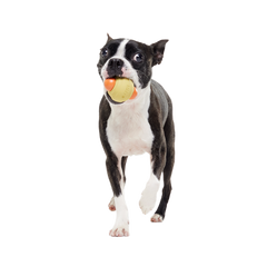 Weenie Dawg Super Chewer Durable Gnaw Dog Toy