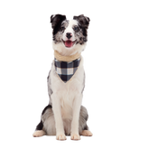 Plaid To The Bone Dog Bandana