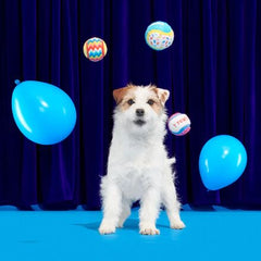 Party Fetchers 3 Squeaky Tennis Balls
