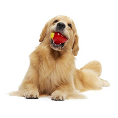 Squeak Every Bulb Durable Super Chewer Gnaw Dog Toy