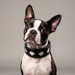 The Avatar Collar
