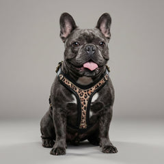 The Leopard Harness Small to Medium Size