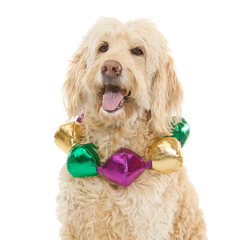 Mardi Growl Necklace Plush Wearable Tug Dog Toy