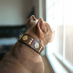 The "Maximus" collar 2.5 inch wide brown & gold