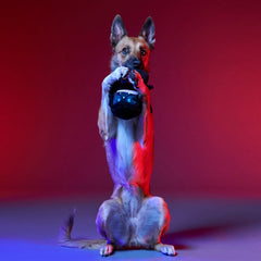 Obey Your Master Plush Multi-Part Dog Toy