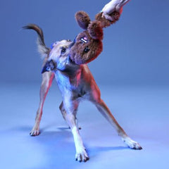 Bark It Up, Fuzzball! Plush Tug Dog Toy