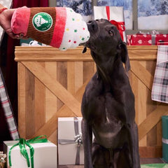 Jumbo Jingle Latte Plush Extra-Large Dog Toy