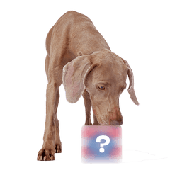 Secret Monster Club, Super Chewer Durable 2-in-1 Rip and Reveal Monthly Dog Toys