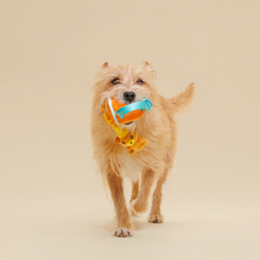 Dog Toddy