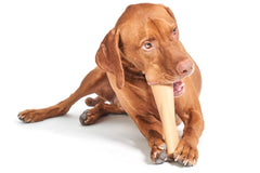 Mighty Bone Peanut Butter Super Chewer Durable Gnaw Dog Toy
