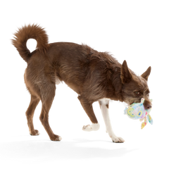 The Lizard King Plush Dog Toy