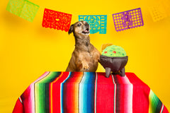Stop, Guac, And Mole