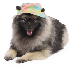 Summertime Reversible Bucket Dog Hat