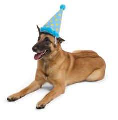 Party Hat Plush Wearable Dog Toy