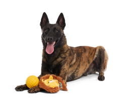 Lionel Lion Durable Super Chewer 2-In-1 Rip And Reveal + Fetch Dog Toy