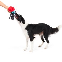 Arctic Ollie Plush Tug Dog Toy