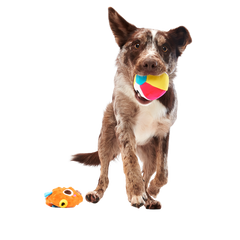 Air Head Plush 2-in-1 + Fetch Dog Toy