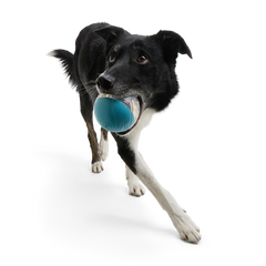 Apex Puzzler Super Chewer Durable Enrichment + Fetch Dog Toy