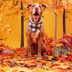 Plaid To The Bone Dog Bandana