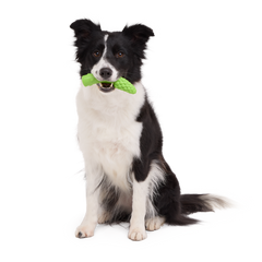 Aspupagus Super Chewer Durable Gnaw Toy
