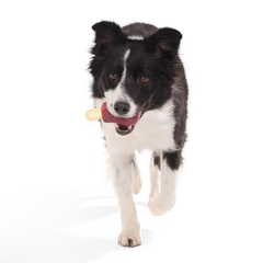Porkchomp Super Chewer Durable Gnaw Dog Toy