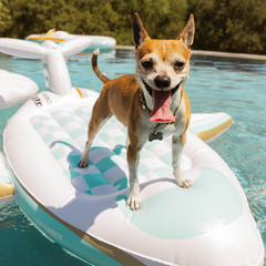 Funboy X Bark Private Jet Dog Float