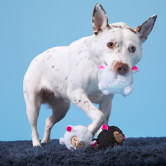 Baa Baa Bark Sheep Plush Multi-Part + Fetch Dog Toy