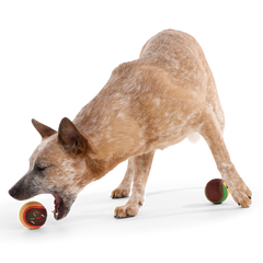 Ballscoti Cookies Plush Multi-Part Fetch Dog Toy