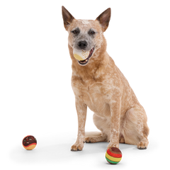 Ballscoti Cookies Plush Multi-Part Fetch Dog Toy
