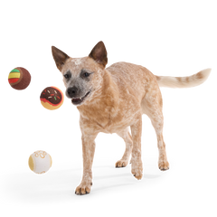Ballscoti Cookies Plush Multi-Part Fetch Dog Toy