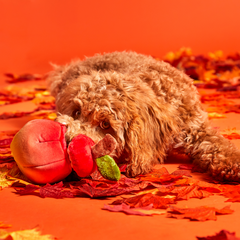 Red Malicious Plush Multi-Part + Enrichment Dog Toy