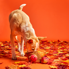 Them Apples Plush Multi-Part + Fetch + Enrichment Dog Toy