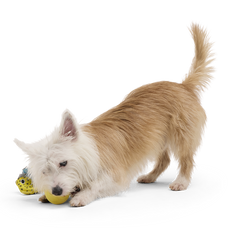 Blowfetch Super Chewer Durable 2-in-1 Fetch Dog Toy