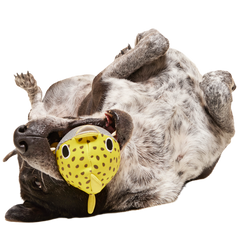 Blowfetch Super Chewer Durable 2-in-1 Fetch Dog Toy
